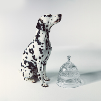 Mastercraft Pet Bowl Large with Cloche Lid