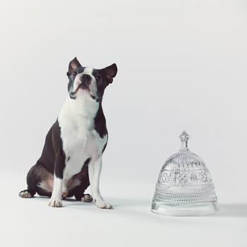 Mastercraft Pet Bowl Large with Cloche Lid