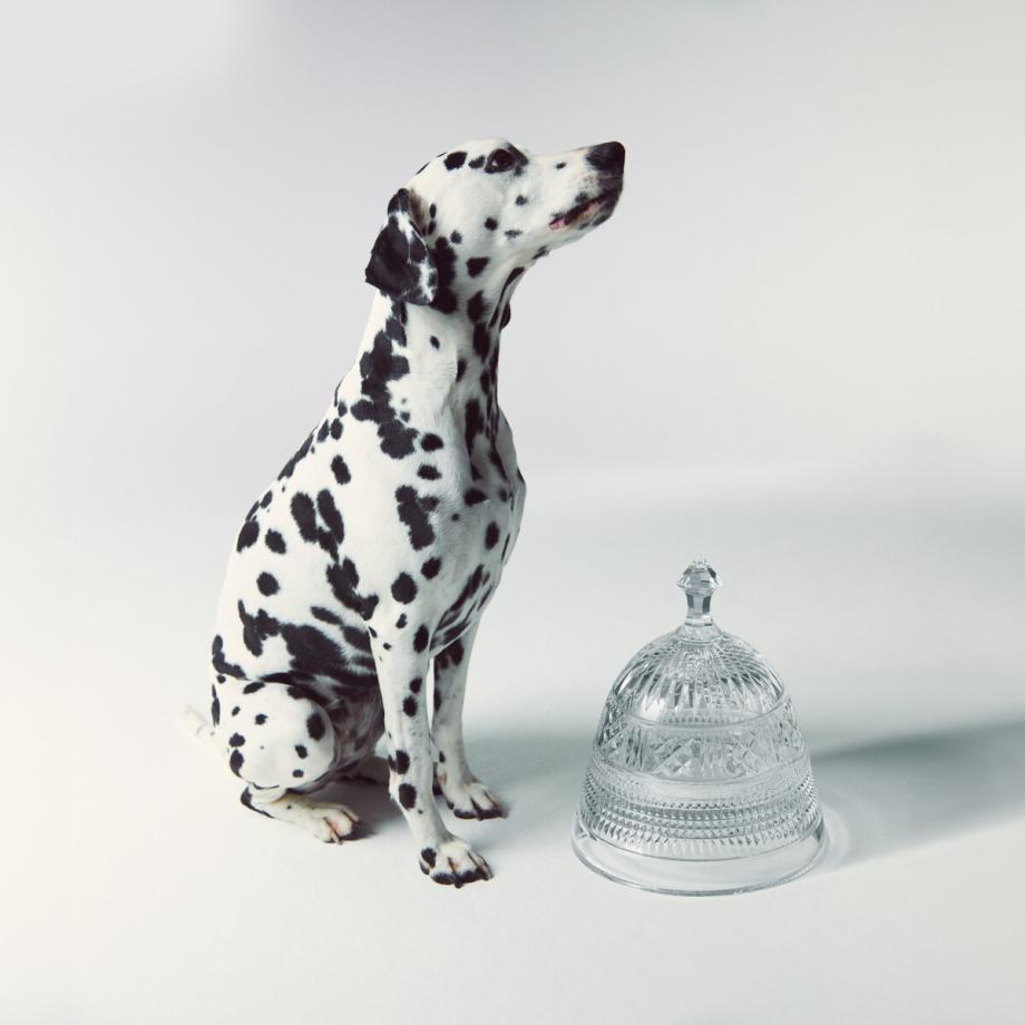 Mastercraft Pet Bowl Large with Cloche Lid